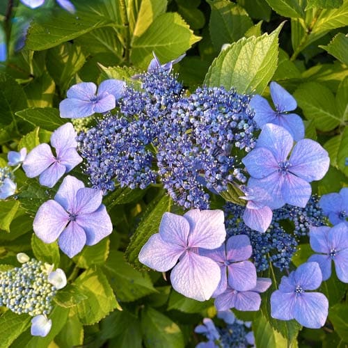 1 buc, Hortensia macrophylla Libelle, P9 - Răsaduri: Mod de ambalare: 1 buc