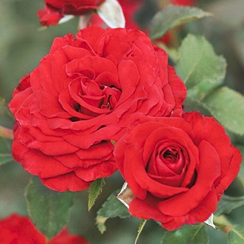1 saz, Růže floribunda Carmine Vaza , С3 - : Monžstvo balíkov: 1 saz