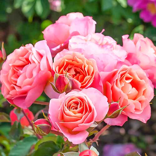 1 saz, Růže floribunda Trendy Fashion - : Monžstvo balíkov: 1 saz