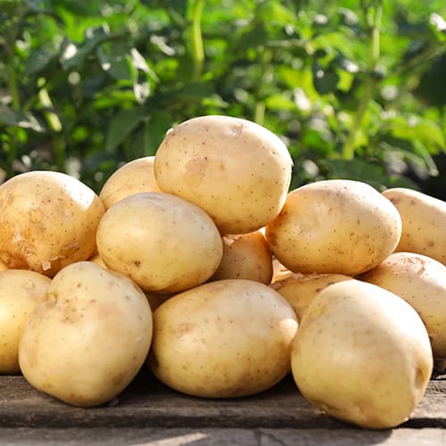 1 kg, Vetőburgonya Camelia - Gumók: Mod de ambalare: 1 kg