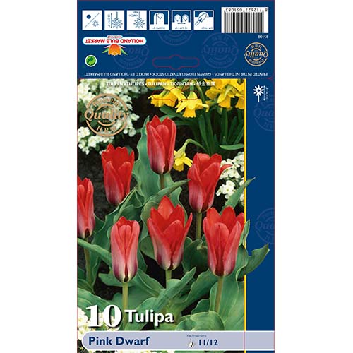 10 Stück, Tulpe Pink Dwarf - Blumenzwiebeln: Ilość w opakowaniu: 10 Stück