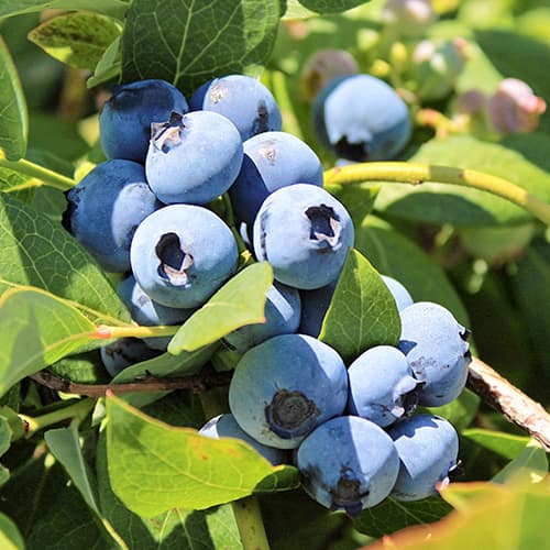 1 Pflanze(n), Heidelbeere Bluegold, P9 - Setzlinge: Ilość w opakowaniu: 1 Pflanze(n)