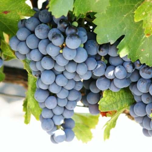 1 Pflanze(n), Weintraube Cabernet de Sauvignon - Setzlinge: Ilość w opakowaniu: 1 Pflanze(n)