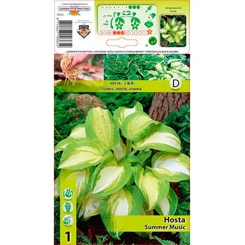1 db, Árnyékliliom (Hosta) Summer Music - Évelő: Mod de ambalare: 1 db
