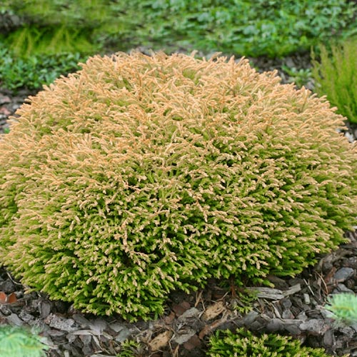 1 sadz, Żywotnik zachodni (Thuja) Golden Tuffet - Sadzonki: Ilość w opakowaniu: 1 sadz