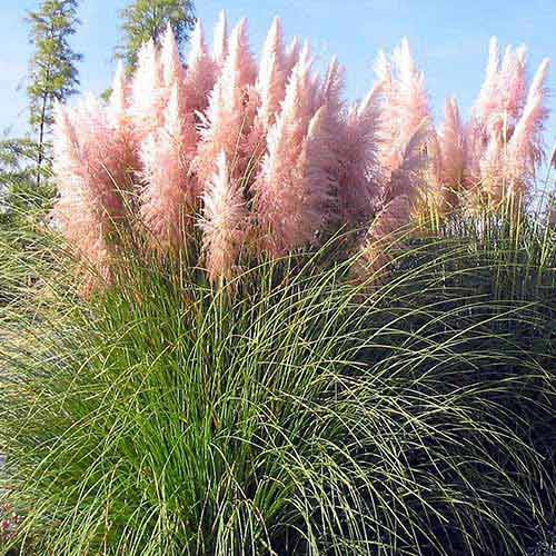 1 buc, Iarbă de pampas (Cortaderia Selloana) Pink - Răsaduri: Mod de ambalare: 1 buc