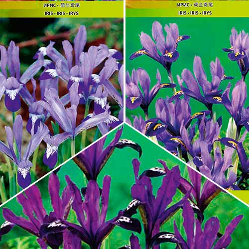Hihetetlen ajánlat! Irisz Reticulata vegyes készlet - Hagymák: Mod de ambalare: 30 db