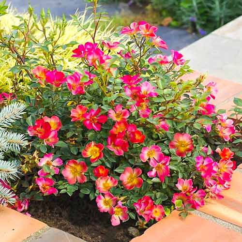 Rosas de flor grande Happy Chappy . - Plántulas: Ilość w opakowaniu: 1 plantas