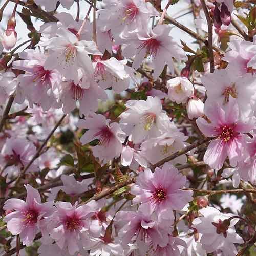 1 buc, Cireș japonez (Prunus) Mikinori - Răsaduri: Mod de ambalare: 1 buc