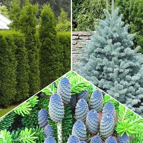 3 buc, Ofertă specială! Conifere Magic Forest. set de 3 puieţi - Puieți: Mod de ambalare: 3 buc