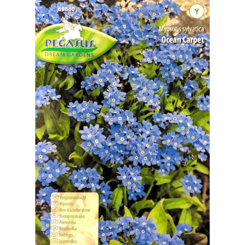 1 ob, Pomněnka Ocean Carpet - : Monžstvo balíkov: 1 ob