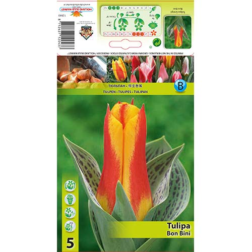 5 Stück, Tulpe Bon Bini - Blumenzwiebeln: Ilość w opakowaniu: 5 Stück