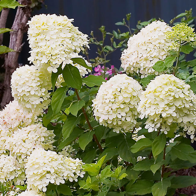 1 buc, Hortensia paniculată Little Lime - Răsaduri: Mod de ambalare: 1 buc