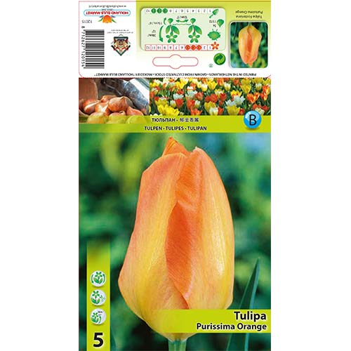 5 buc, Lalele Purissima Orange - Bulbi: Mod de ambalare: 5 buc