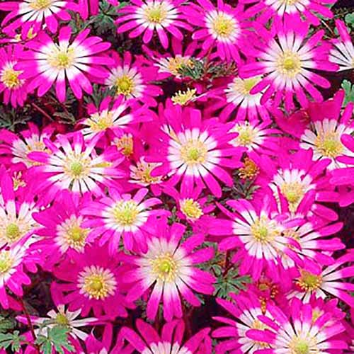 5 buc, Anemone blanda Violet Star - Bulbi: Mod de ambalare: 5 buc