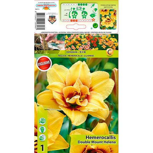 1 buc, Crin de o zi (Hemerocallis) Mount Helena - Bulbi: Mod de ambalare: 1 buc