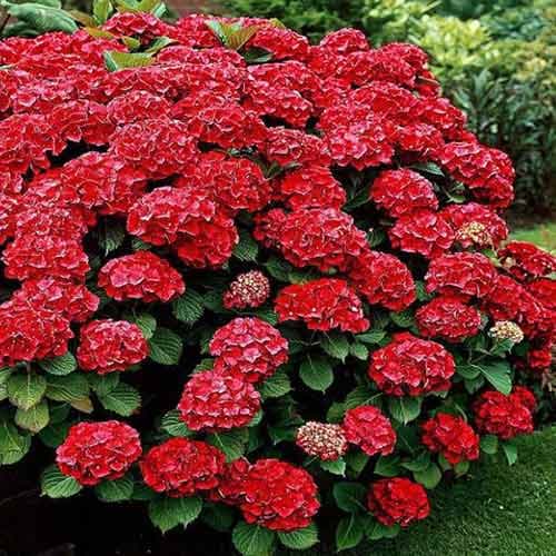 1 buc, Hortensia macrophylla Red - Răsaduri: Mod de ambalare: 1 buc