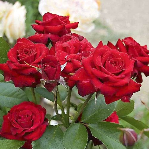 1 saz, Růže floribunda Niccolo Paganini - : Monžstvo balíkov: 1 saz