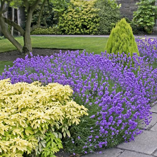 Lavanda Dwarf Blue, P9 - Plântulas: Ilość w opakowaniu: 1 plant