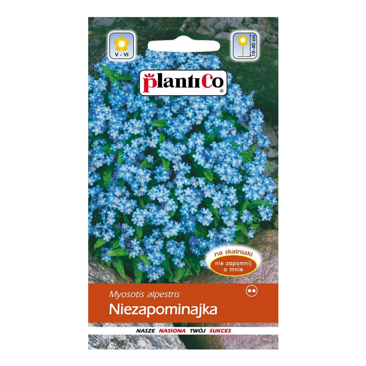 Niezapominajka
