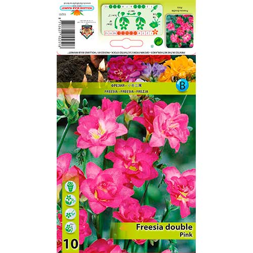 10 buc, Frezie Double Pink - Bulbi: Mod de ambalare: 10 buc