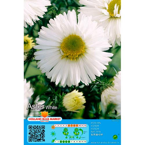 1 buc, Aster alpin White - Bulbi: Mod de ambalare: 1 buc