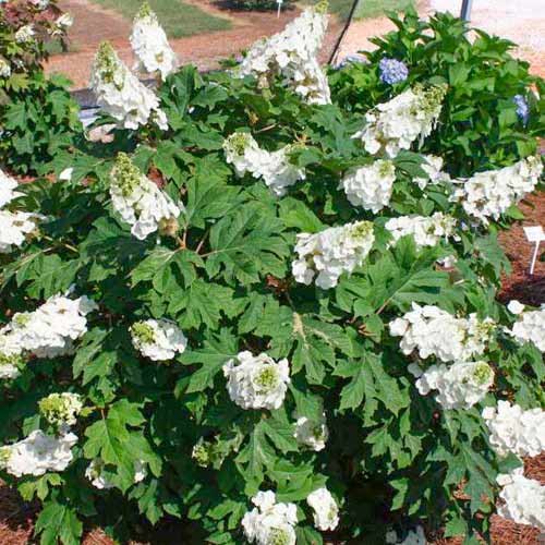 1 buc, Hortensia quercifolia Jetstream - Răsaduri: Mod de ambalare: 1 buc