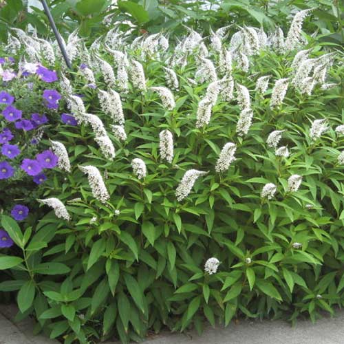 1 buc, Clethra alnifolia - Răsaduri: Mod de ambalare: 1 buc