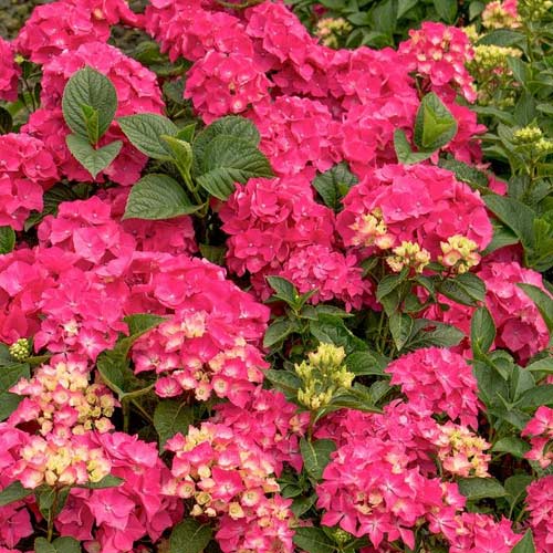 1 buc, Hortensia macrophylla Pia, C2 - Răsaduri: Mod de ambalare: 1 buc