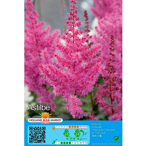1 buc, Astilbe Purple - Bulbi: Mod de ambalare: 1 buc