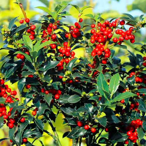 1 db, Magyal (Ilex) Alaska - Palánták: Mod de ambalare: 1 db