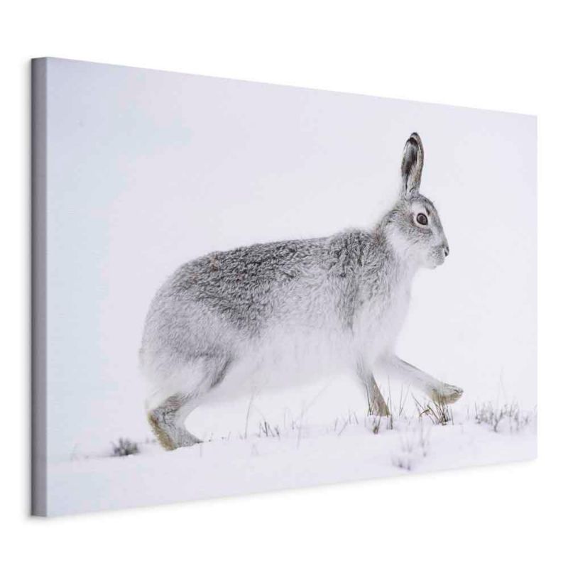 Obraz Artgeist Rabbit 30 x 20 cm flizelina 1 szt