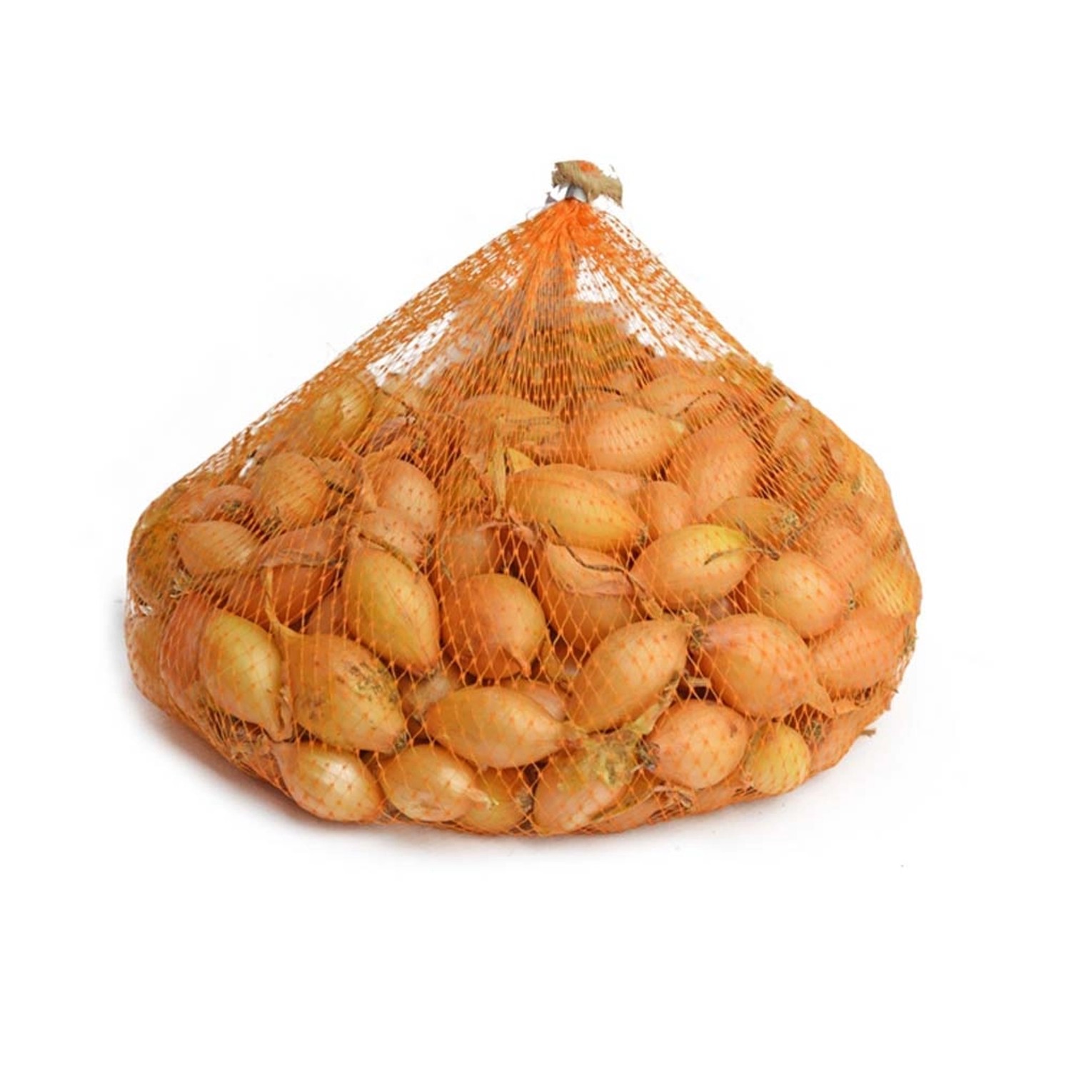 Cebula dymka (Allium cepa) Senshyu Yellow - 500 g