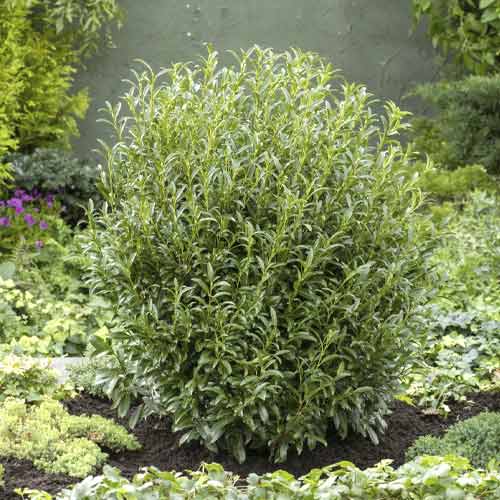 1 buc, Laur Englezesc (Prunus laurocerasus) Sofia PBR, C3 - Puieți: Mod de ambalare: 1 buc