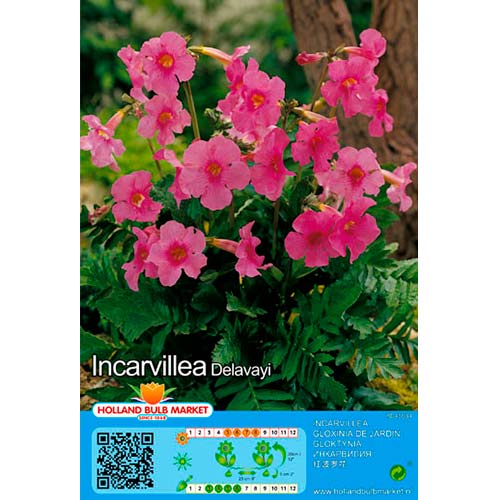2 buc, Gloxinie sălbatică (Incarvillea) Delavayi - Bulbi: Mod de ambalare: 2 buc