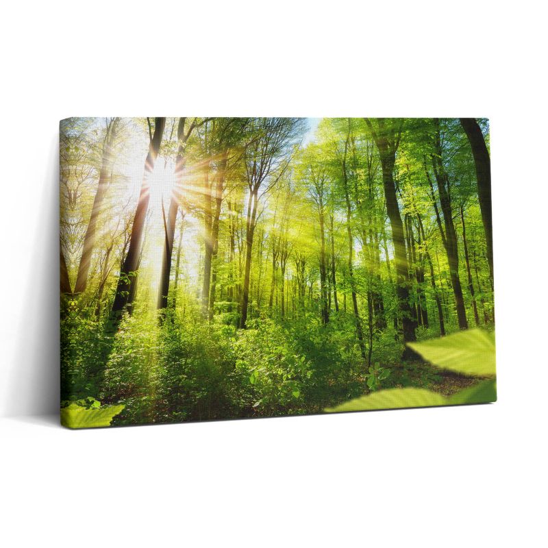 Obraz na płótnie Wallfluent 30x20 cm Promienie słoneczne w lesie 1 szt.