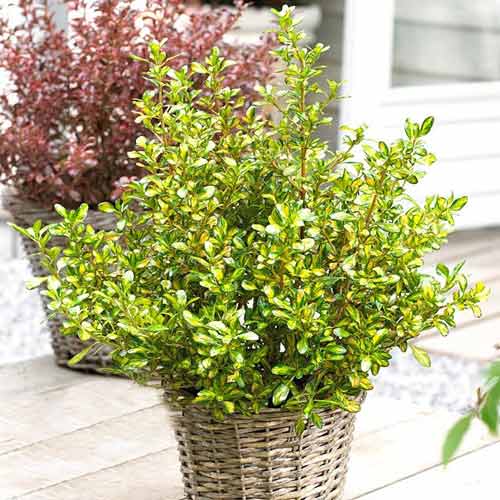 1 sadz, Koprosma (Coprosma) Lemon and Lime - Sadzonki: Ilość w opakowaniu: 1 sadz