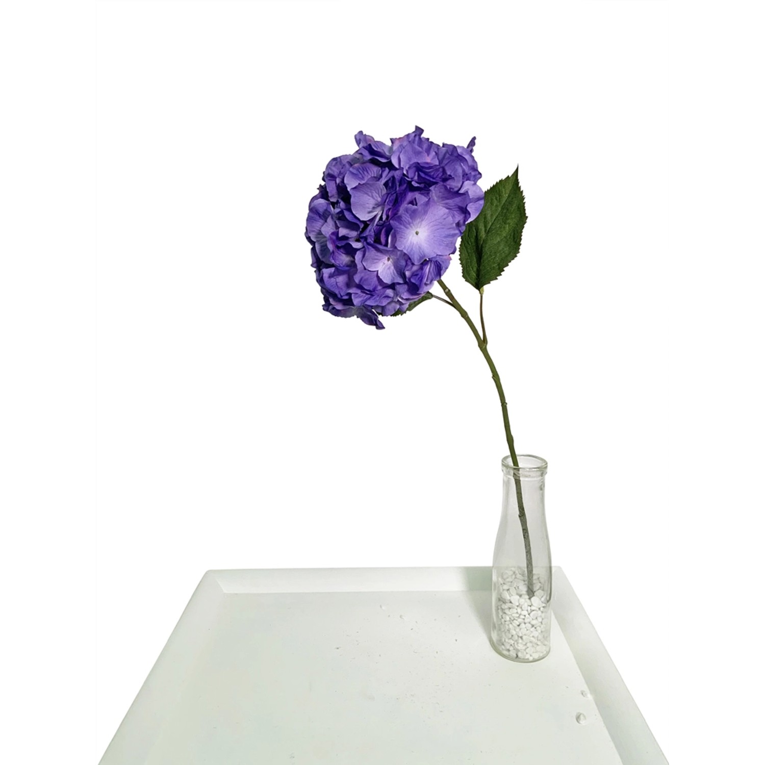 Hortensja purpurowa wys. 72 cm