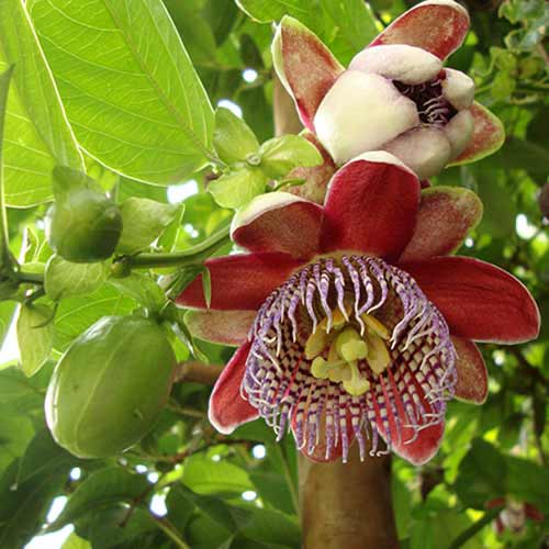 1 buc, Floarea pasiunii (Passiflora) Alata Red - Răsaduri: Mod de ambalare: 1 buc