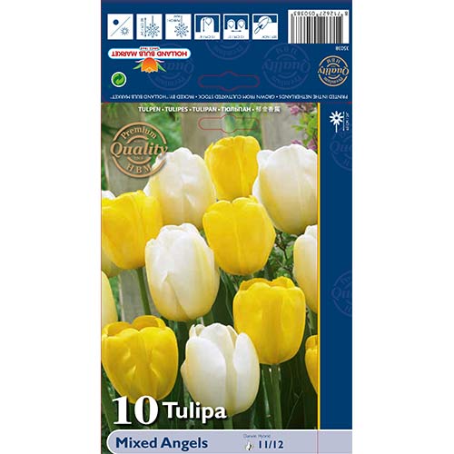 10 buc, Lalele Darwin Angels mix multicolor - Bulbi: Mod de ambalare: 10 buc
