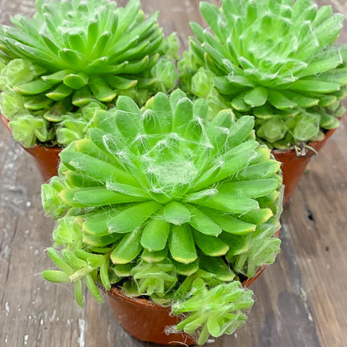 1 buc, Sempervivum (Urechelniță) Jubilee - Răsaduri: Mod de ambalare: 1 buc