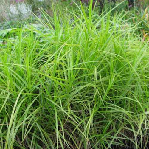 1 buc, Rogoz (Carex) Variegata - Răsaduri: Mod de ambalare: 1 buc