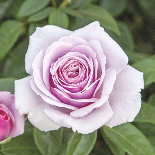 Rosa de flor grande Pacific Blue , C5 - Plántulas: Ilość w opakowaniu: 1 plantas