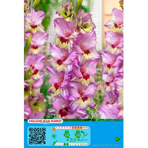 5 szt., Gladiola (Mieczyk) Bono's Memory - Cebule: Ilość w opakowaniu: 5 szt.