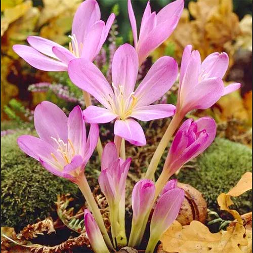 1 szt., Zimowit Purpureum - Cebule: Ilość w opakowaniu: 1 szt.