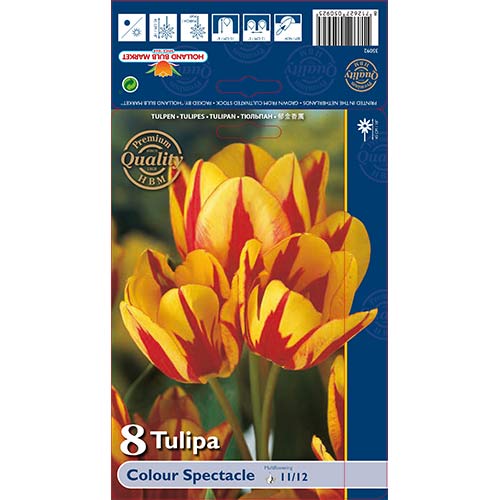 8 db, Tulipán Colour Spectacle - Hagymák: Mod de ambalare: 8 db