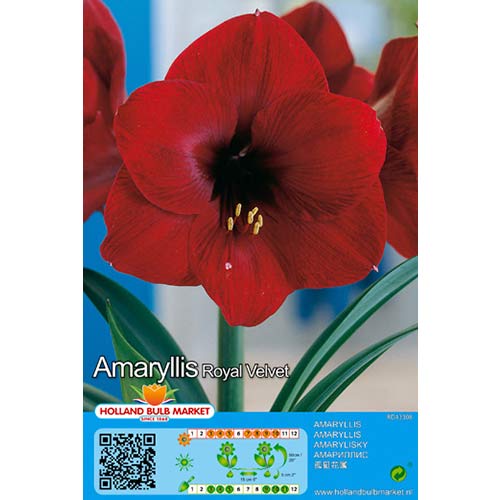 1 Stück, Amaryllis (Ritterstern) Royal Velvet - Blumenzwiebeln: Ilość w opakowaniu: 1 Stück