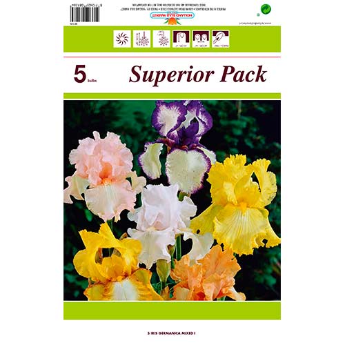 5 buc, Iris Germanica (Stânjenel), mix multicolor - Bulbi: Mod de ambalare: 5 buc