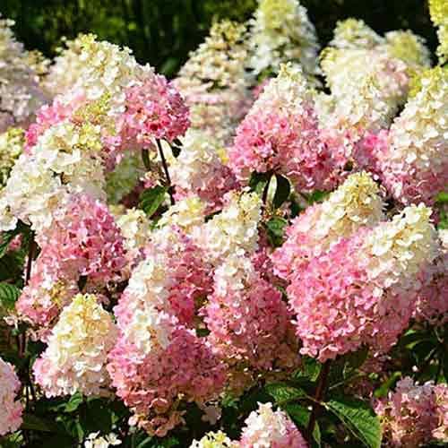 1 buc, Hortensia paniculată Ruby - Răsaduri: Mod de ambalare: 1 buc
