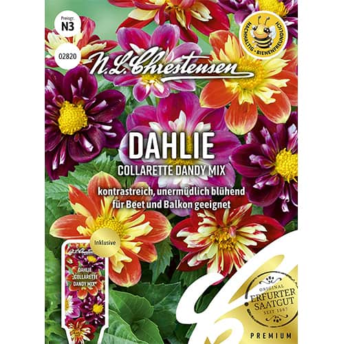 1 szt, Dália Collarette Dandy, színkeverék - Magok: Mod de ambalare: 1 db